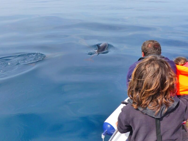Faro: Dolphin and Wildlife Watching in the Atlantic Ocean - Practical Tips for a Comfortable Trip
