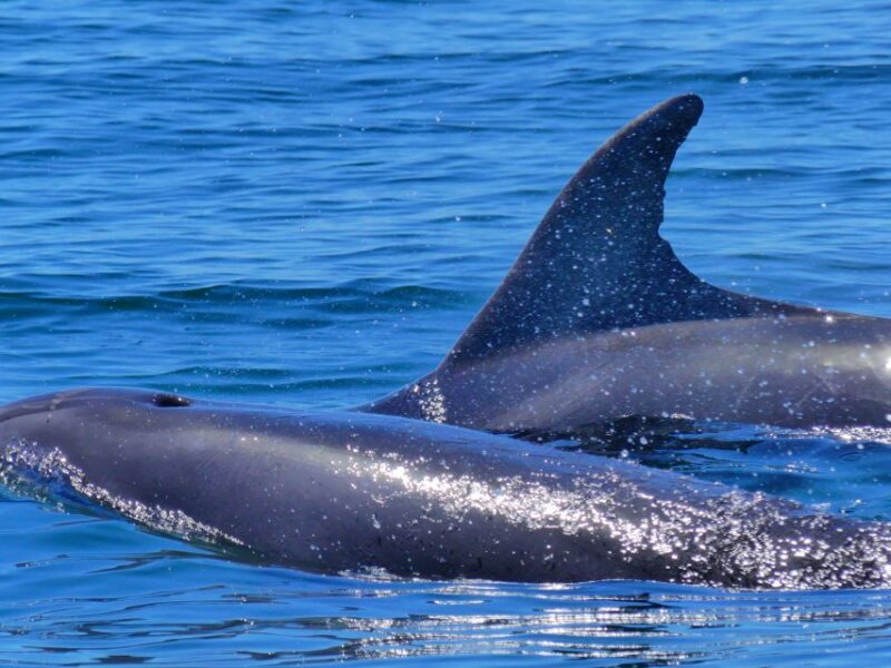 Faro: Dolphin and Wildlife Watching in the Atlantic Ocean - The Value of an Educational Marine Adventure