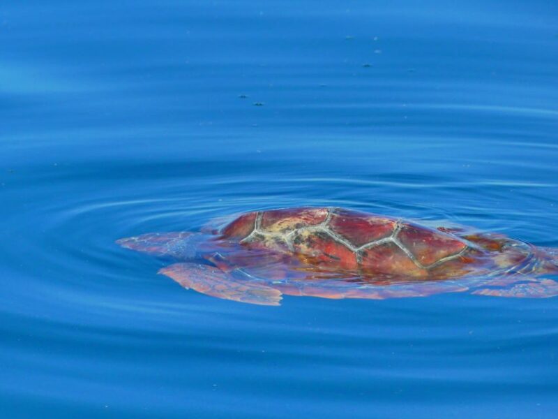 Faro: Dolphin and Wildlife Watching in the Atlantic Ocean - The Sum Up: A Respectful, Educational Marine Adventure in Faro