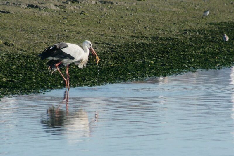 Faro: Eco-Friendly Ria Formosa Bird Watching in Solar Boat - Discovering the Saltwater Canals and Bird Nests