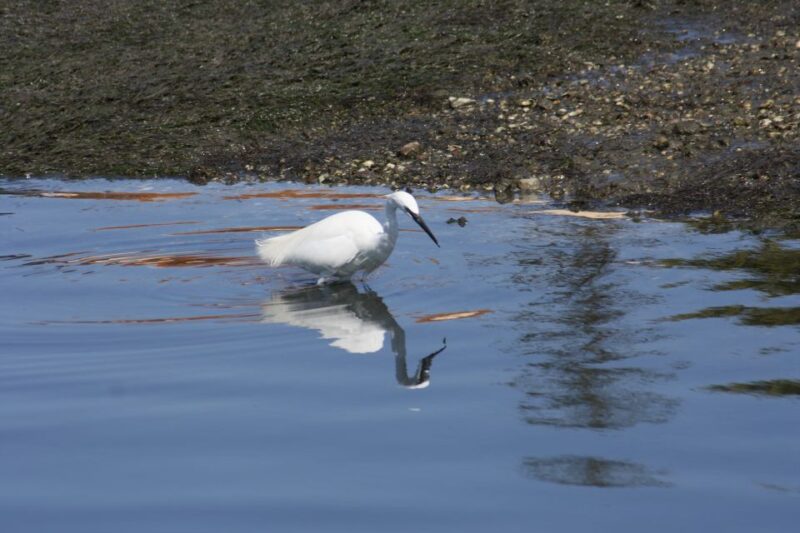 Faro: Eco-Friendly Ria Formosa Bird Watching in Solar Boat - Practical Details: Meeting Point, Group Size, and Booking