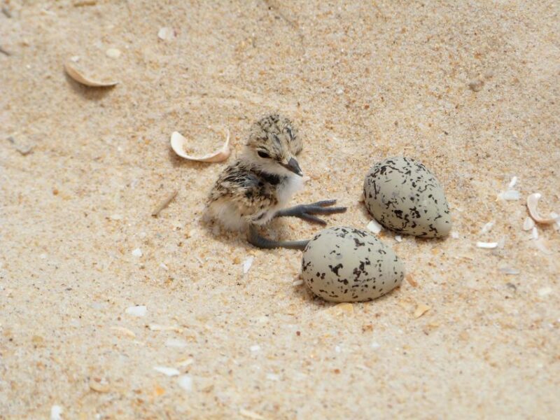 Faro: Eco-Friendly Ria Formosa Bird Watching in Solar Boat - Weather and Cancellation Policy