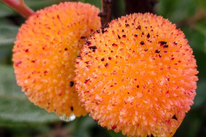 Faro Food Tour & Drinks and City highlights 10 Tastings - Visiting the Paço Episcopal de Faro and Faro Cathedral