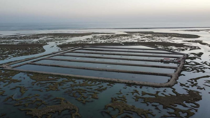 Faro: Half Day Private Tour in Ria Formosa Natural Park - Who Will Enjoy This Faro Boat Tour?