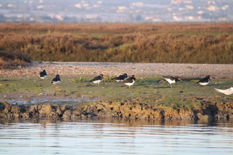 Faro: Pudim Real Boat Tours 6h guided boat tour Ria Formosa - The Flexible 2.5-Hour Lunch Break on the Islands