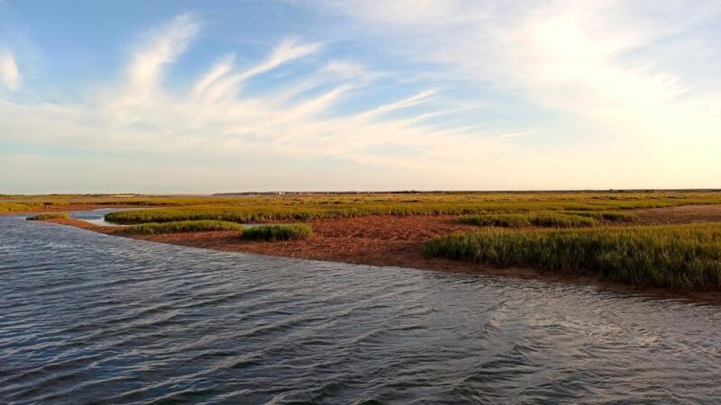 Faro: Ria Formosa Boat Tour - Birdwatching and Wildlife Viewing: Best Seasons and Tips