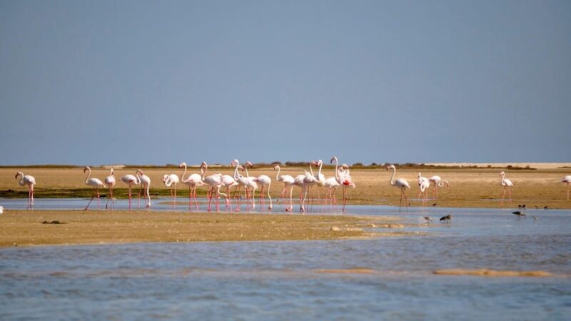 Faro: Ria Formosa Eco Birdwatching Boat Tour - Discovering the Ria Formosa Lagoon’s Unique Ecosystem