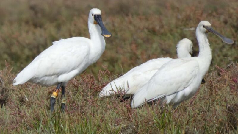 Faro: Ria Formosa Eco Birdwatching Boat Tour - Practical Details: Group Size, Equipment, and Safety