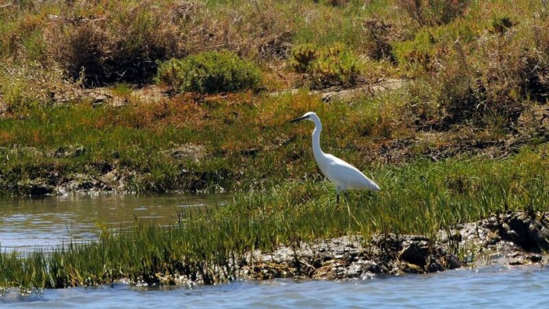 Faro: Ria Formosa Eco Birdwatching Boat Tour - The Eco-Friendly Nature of the Tour