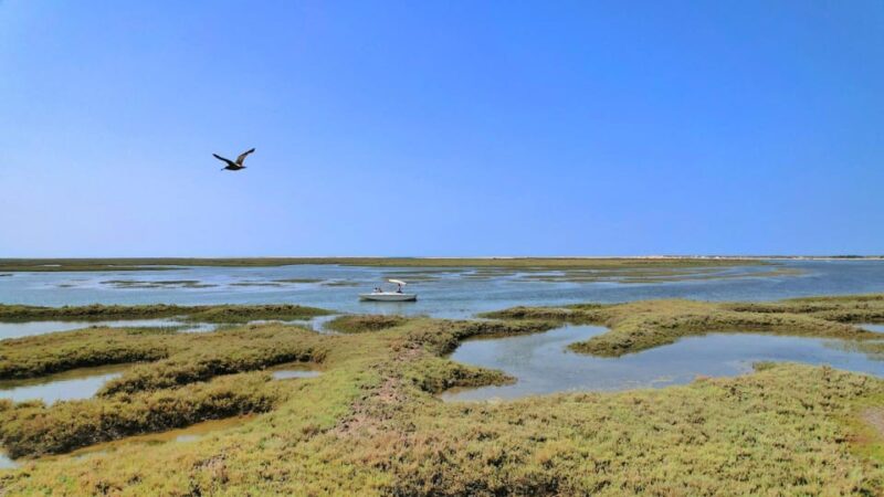 Faro: Ria Formosa Eco Birdwatching Boat Tour - Comparing this Tour to Similar Birdwatching Experiences