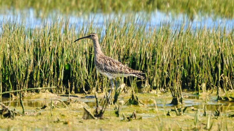 Faro: Ria Formosa Eco Birdwatching Boat Tour - Who Will Most Enjoy This Experience?