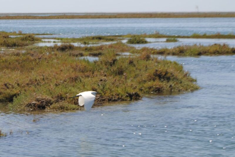 Faro: Ria Formosa Lagoon Small Boat Tour with Local Guide - Key Points