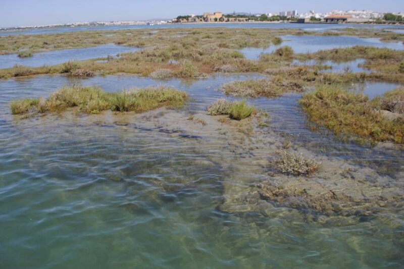 Faro: Ria Formosa Lagoon Small Boat Tour with Local Guide - The Experience with a Local Guide