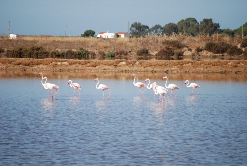 Faro: Ria Formosa Natural Park Segway Tour & Birdwatching - Birdwatching at Ludo: A Seasonal Highlight