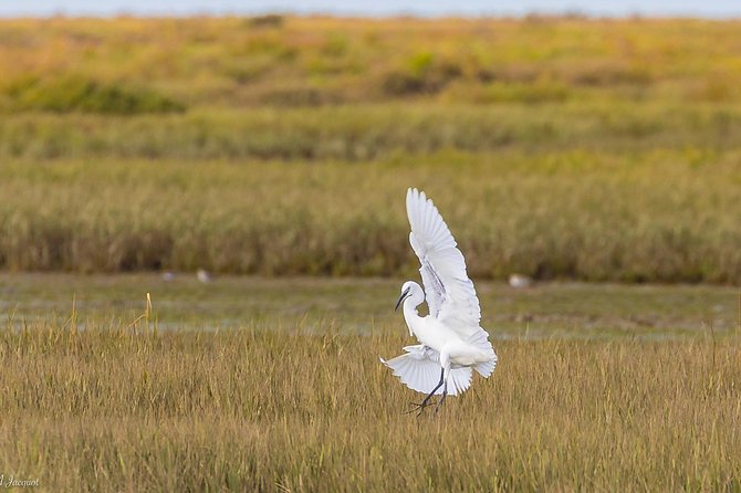 Faro - Ria Formosa tour with visit to 2 islands (Deserta, Farol) 3.5 hours - Observing Wildlife and Birdlife