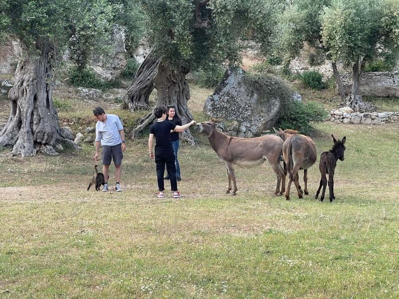 Fasano: e-bike tour to discover the wonders of the area - Visiting the Archaeological Site of Egnazia
