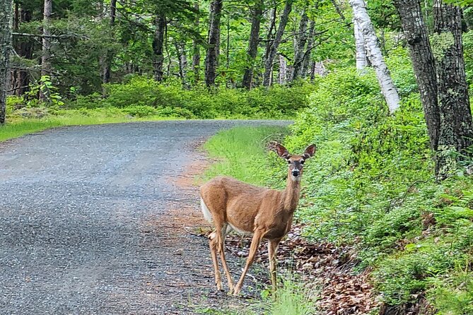 Fat Tire E-Bike Rental in Bar Harbor - The Value of Guided Route Tips and Safety Measures