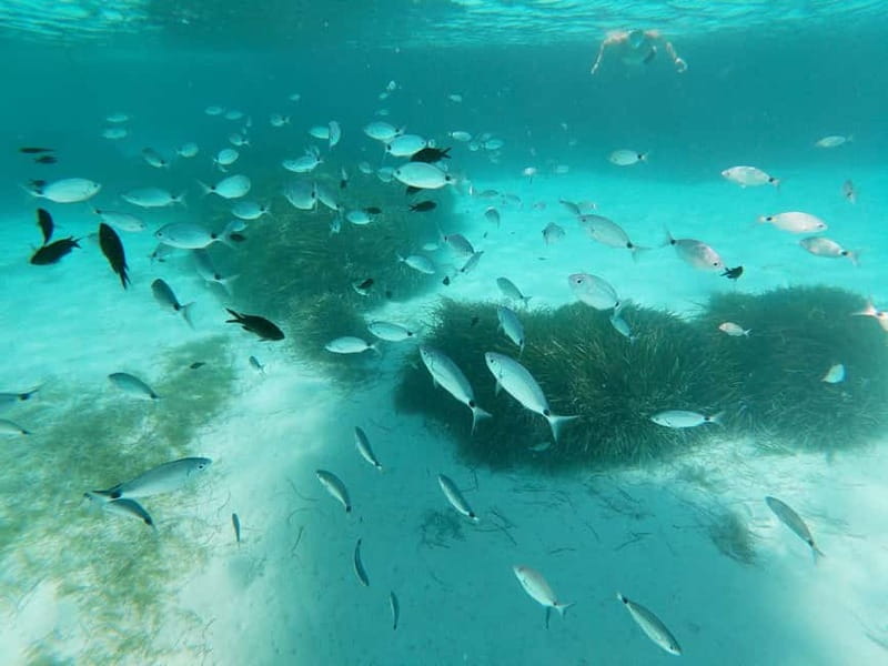 Favignana and Levanzo Island: Swim, Snorkeling and Lunch - Practical Tips and Whats Included