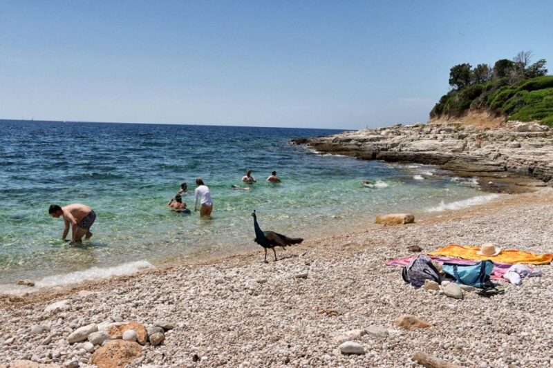 Fazana: Brijuni National Park Scenic Boat Tour & Swimming - The Highlights of Veliki Brijun Island