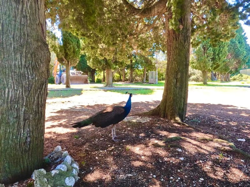 Fazana: Taxi to Sveti Jerolim island - Final Thoughts on the Sveti Jerolim Taxi Experience