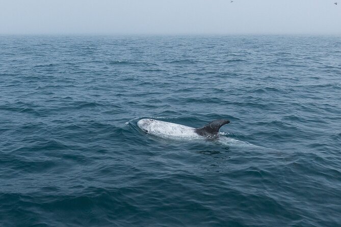 Feathers & Scales - Key Points