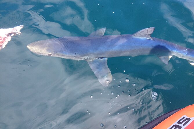 Feathers & Scales - Vasco’s Knowledgeable and Friendly Leadership