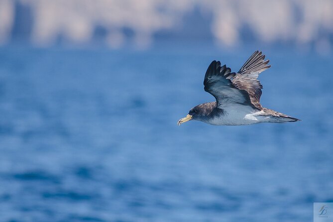 Feathers & Scales - Close Encounters with Dolphins and Whales