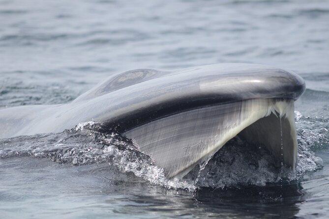 Feathers & Scales - Bird-Watching Opportunities Offshore