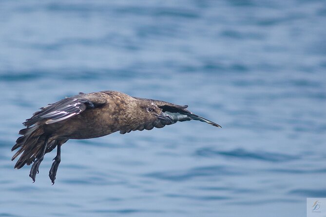 Feathers & Scales - Scenic Landscapes and Ocean Views