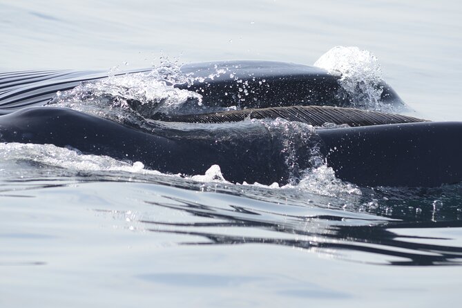 Feathers & Scales - Practicalities and Booking Insights