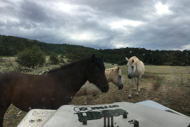 Feel and Taste island Brac with local experts - island adventure to remember - The Guide: Knowledgeable, Friendly, and Passionate