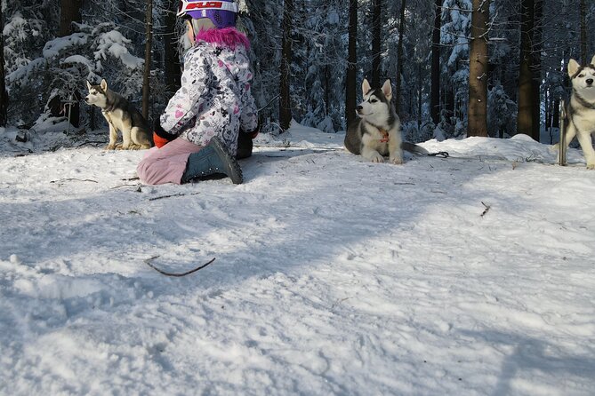 Feel the Magic of Winter with Thrilling Arctic Dog Sled Rides - Starting Point in Zalesie, Poland, for an Easy Meet-and-Greet