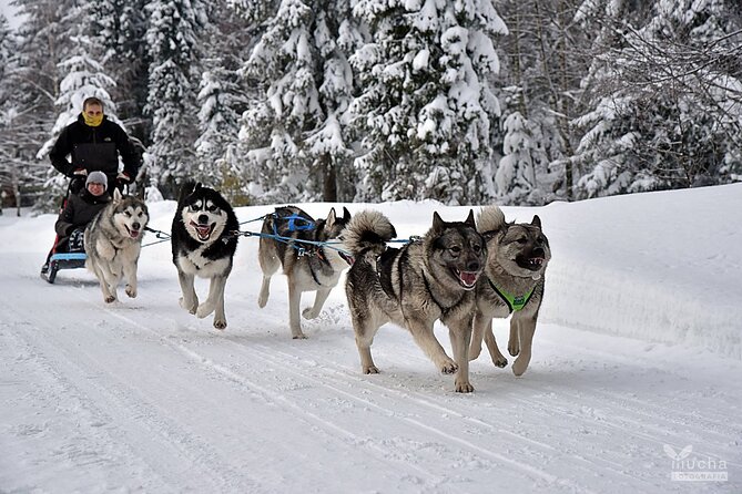Feel the Magic of Winter with Thrilling Arctic Dog Sled Rides - The Unique Appeal of Siberian Huskies and Norwegian Elkhounds