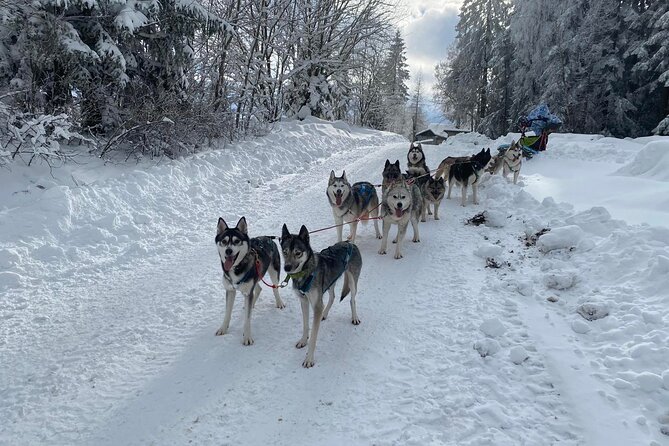 Feel the Magic of Winter with Thrilling Arctic Dog Sled Rides - Unique Highlights that Make This Tour Special