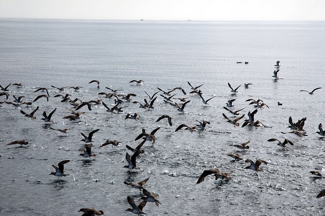 Ferry Benalmádena  Fuengirola - Shopping and Leisure at Miramar Centro Comercial