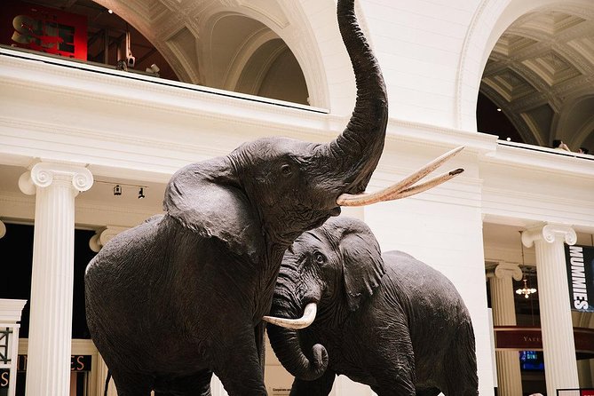 Field Museum of Natural History All-Access Pass - Explore Chicago’s Iconic Natural History Museum with the All-Access Pass