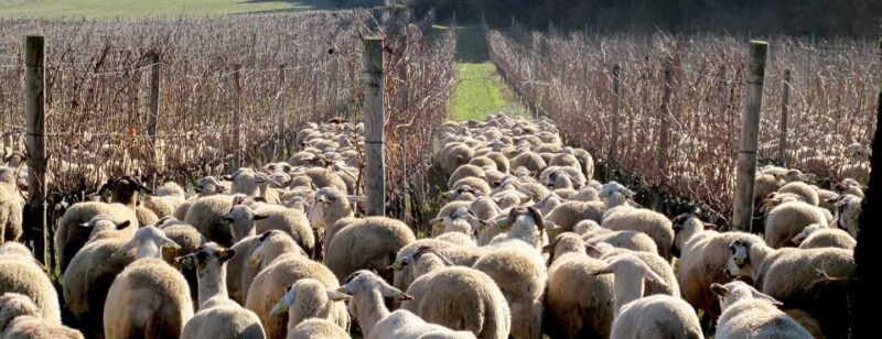 Figueres: Wine Tasting & Picnic with Artisan Products - Who Will Enjoy This Experience Most