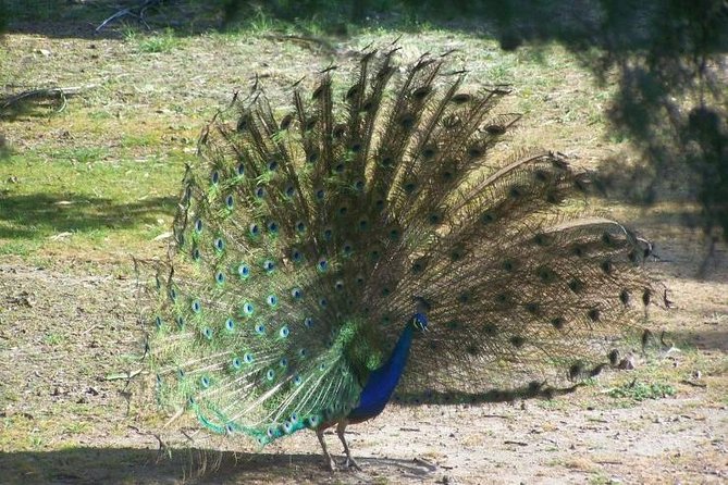 Filerimos Hill & Butterflies Valley Adventure! - Practical Tips for Visitors