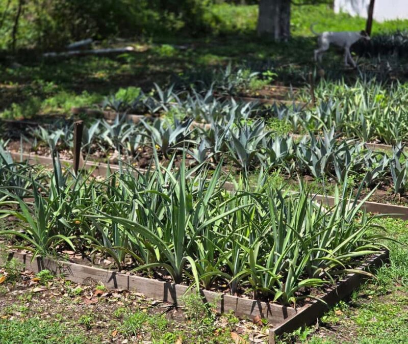 Finca 18 Tequila Tour w/ Chocolate Pairing + Pickup Point - Practical Details: Logistics and Group Size