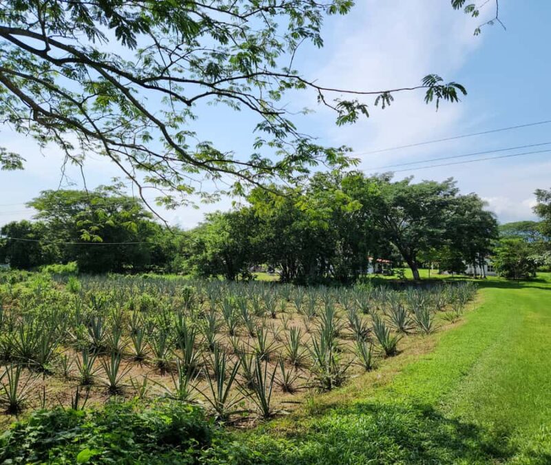Finca 18 Tequila Tour w/ Chocolate Pairing + Pickup Point - Guide Expertise and Guest Experience