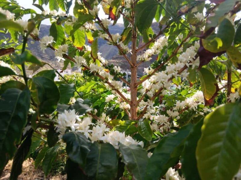 Finca Los Castaños: Agaete Valley Coffee Tour & Tasting - Exploring Finca Los Castaños in Agaete Valley