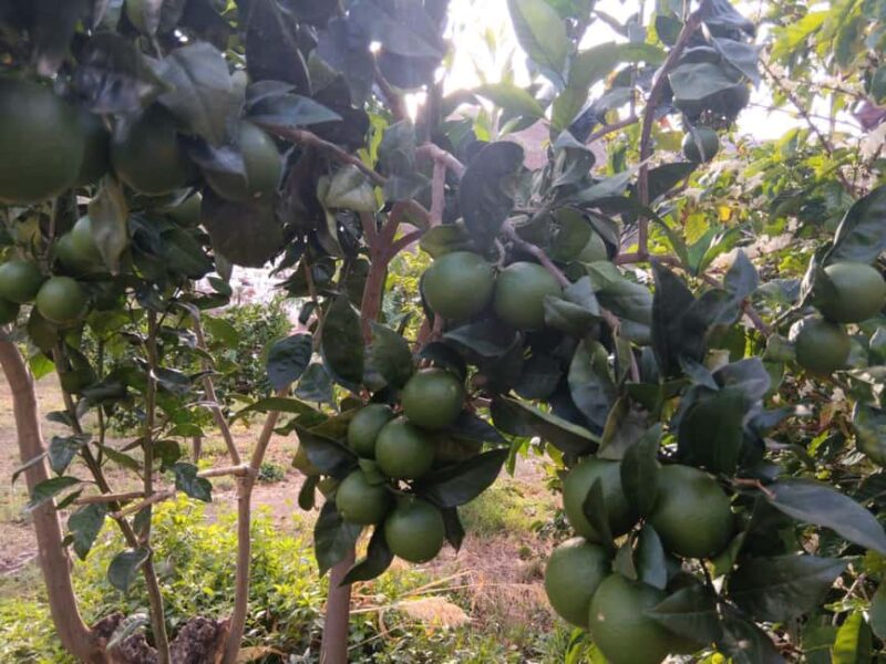 Finca Los Castaños: Agaete Valley Coffee Tour & Tasting - Practical Details and Visiting Information