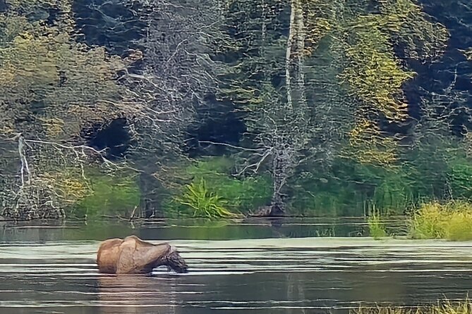 Fire & Ice: Chena Hot Springs, Ice Museum + Aurora Adventure - Options to Dine at Chena Hot Springs Resort