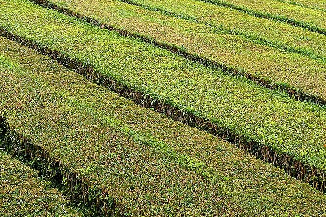 Fire Lagoon, Waterfall Route and Furna Tour - The Boilers of Furnas and Local Culinary Experiences