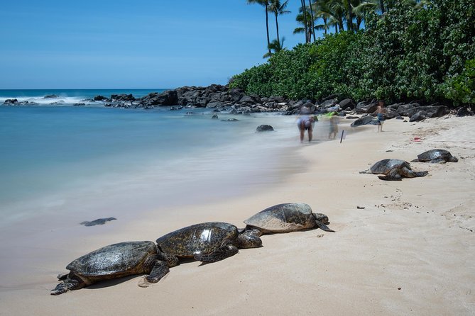 First Day Must: Oahu Sunrise & Circle Island Adventure - Breakfast at Kalapawai Historic Market and Local Treats