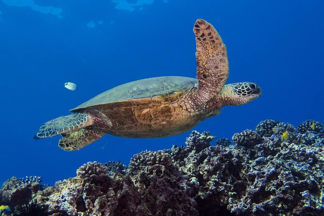 First Time Introductory Scuba Dive - Cancellation Policy and Weather Considerations