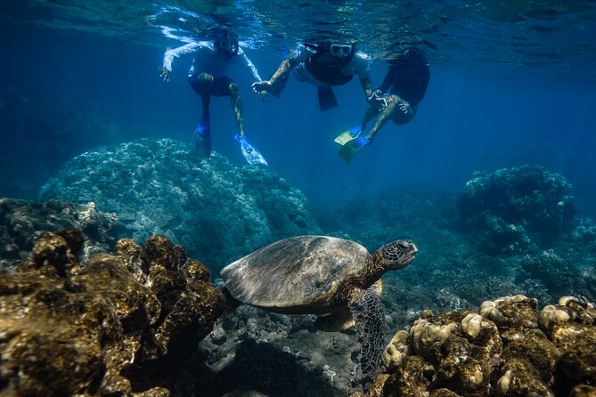 First Timers and Non-Swimmers Snorkeling Experience in Wailea - Encountering Marine Life with Expert Assistance