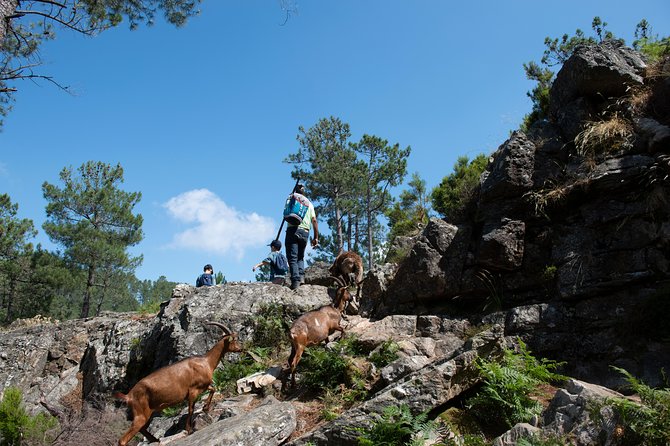 Fisgas de Ermelo Trail - Lagoon Swims and Refreshing Water Experiences