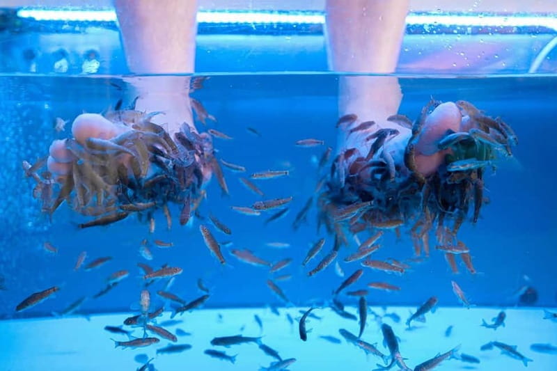 Fish Spa Experience Playa Fañabe - Discover the Fish Spa Experience in Playa Fañabe