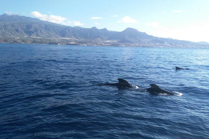 Fishing trip, Tenerife Sea Passion - The Captain’s Expertise: Knowledge of Tenerife’s Coast